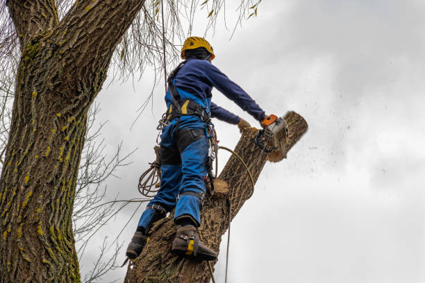 Best Hazardous Tree Removal  in Trion, GA